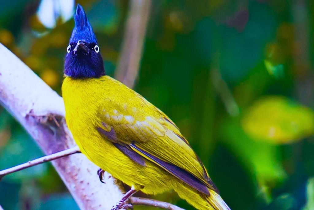Black-Crested Bulbul