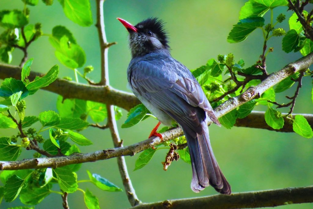 Himalayan Black Bulbul