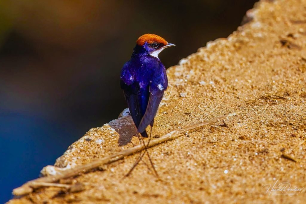 Wire-tailed Swallow