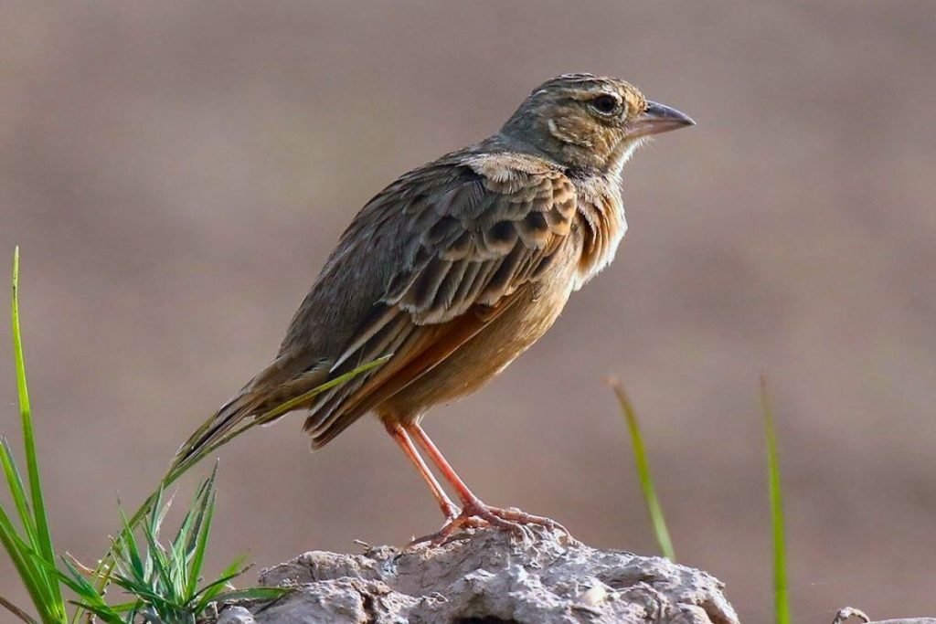 Bengal Bushlark in Rajaji National Park