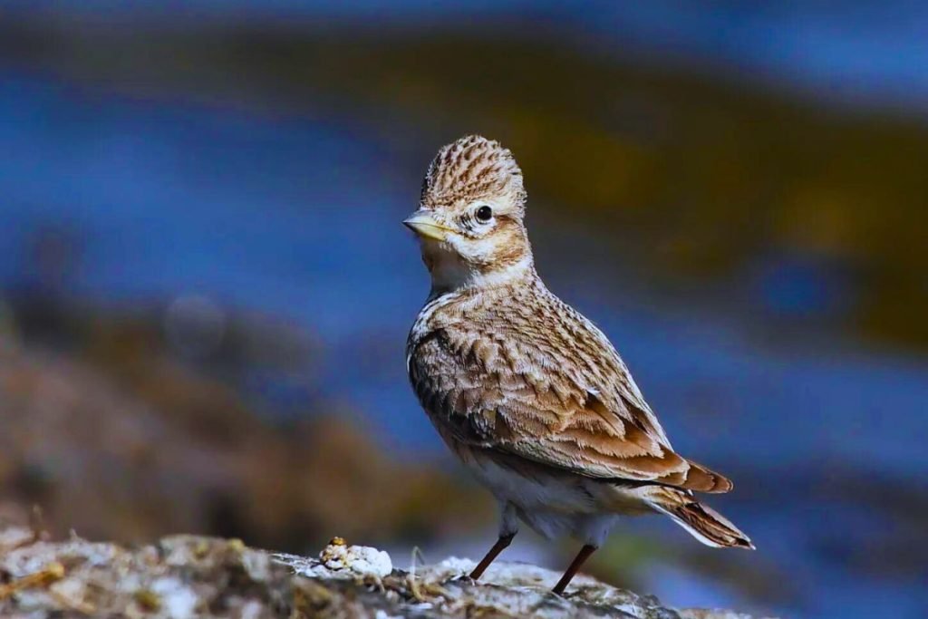 Sand Lark