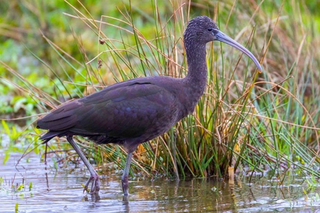 Glossy Ibis