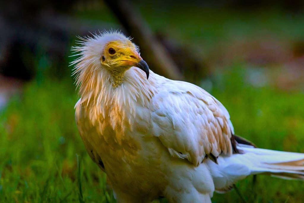 Egyptian Vultures
