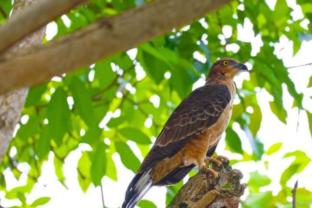 Oriental Honey-buzzard