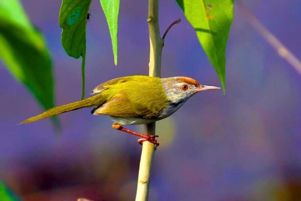 Common Tailorbird