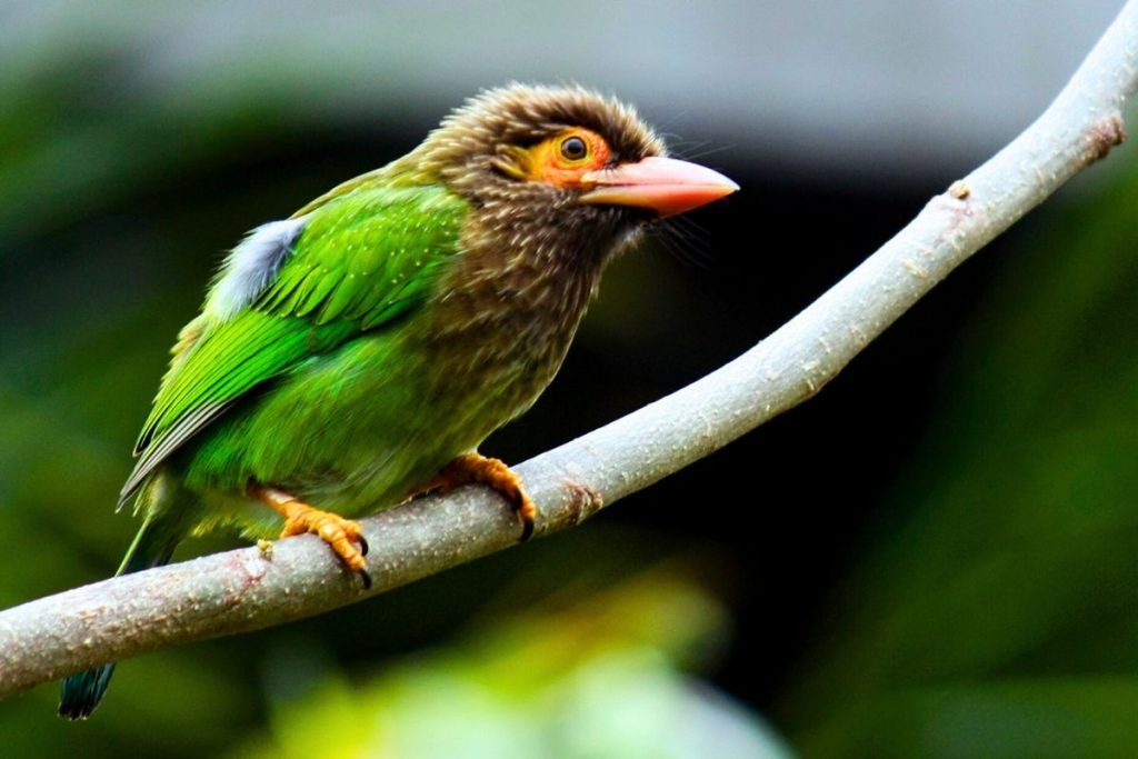 Brown-headed Barbet