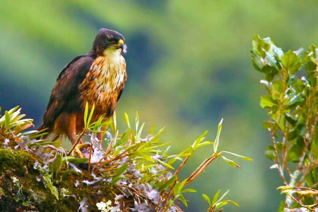 Rufous-bellied Eagle