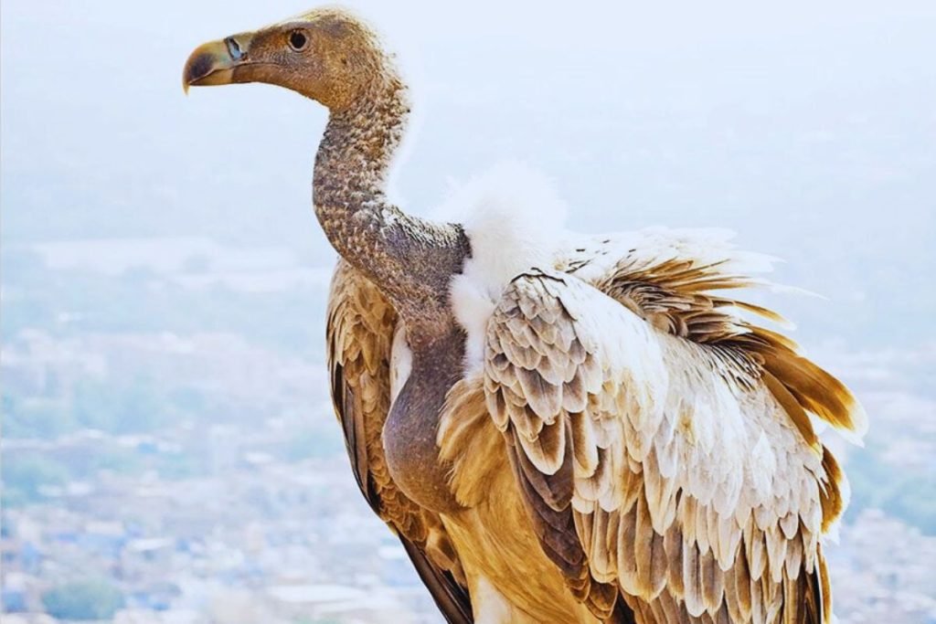 White-rumped Vultures