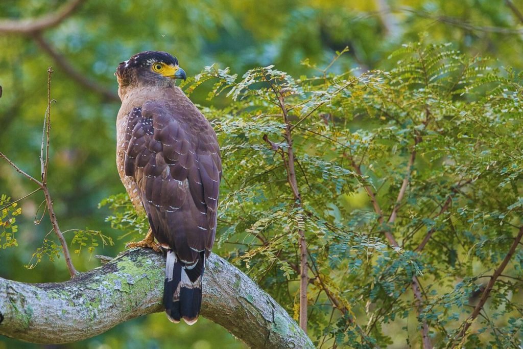 Crested Serpent-Eagle