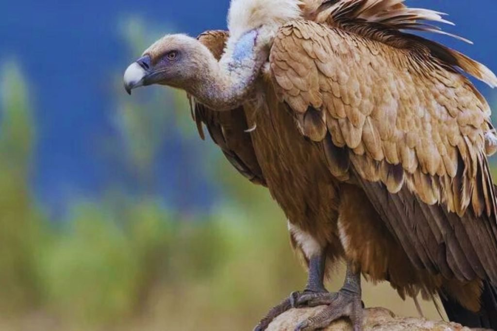 Eurasian Griffon