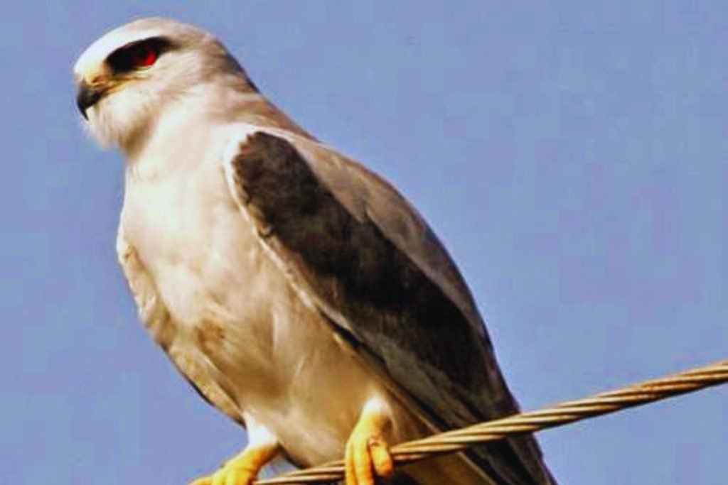 Black-winged Kite