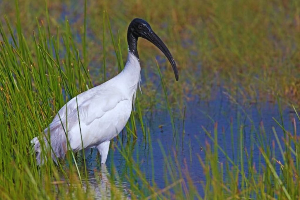 Black-headed Ibis