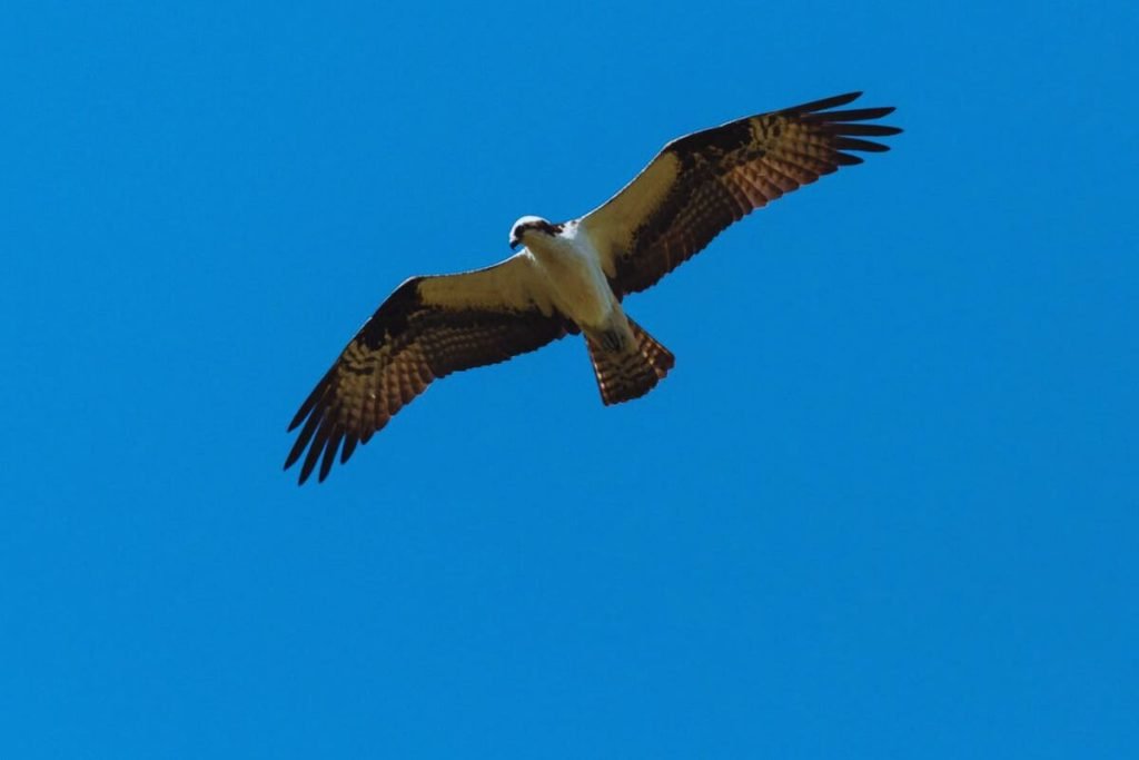 Osprey in Rajaji National Park