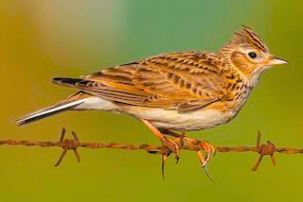 Oriental Skylark