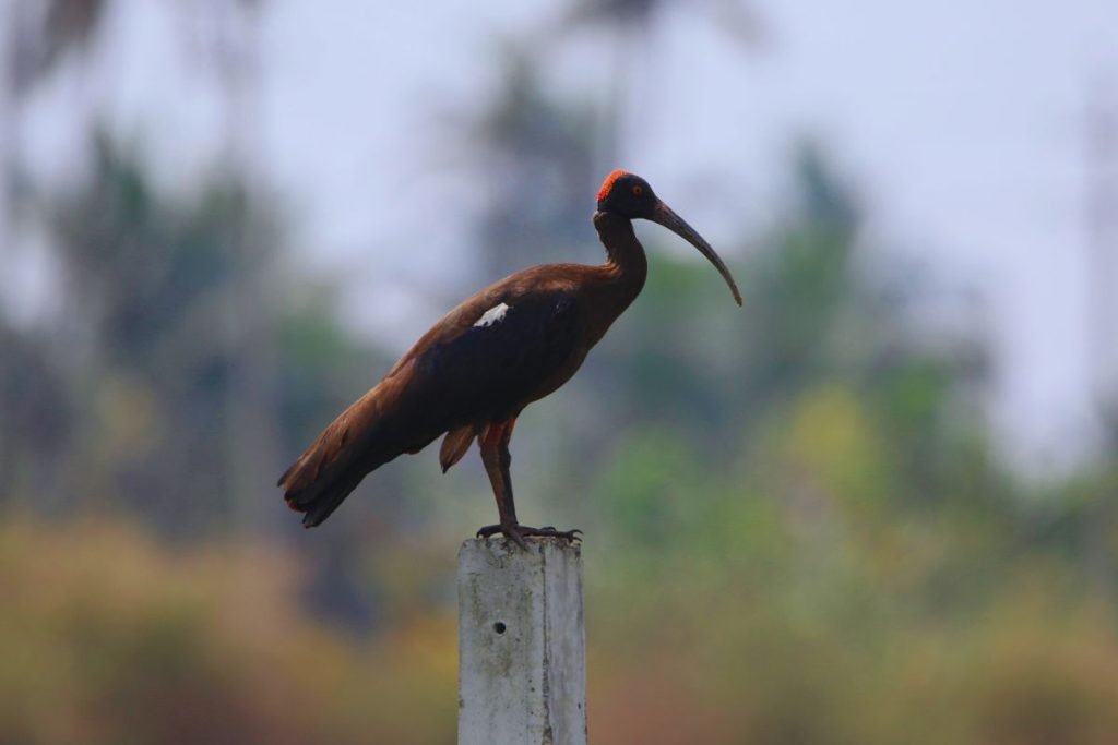 Red-naped Ibis