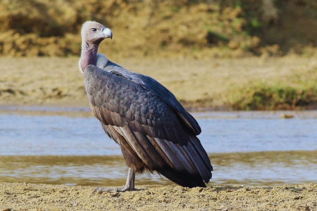 Gyps Vultures