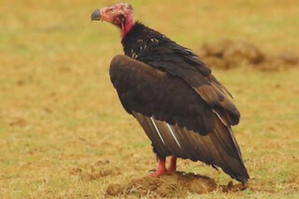 Red-headed Vulture