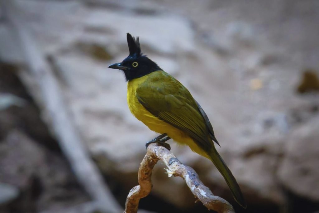 Black-Crested Bulbul