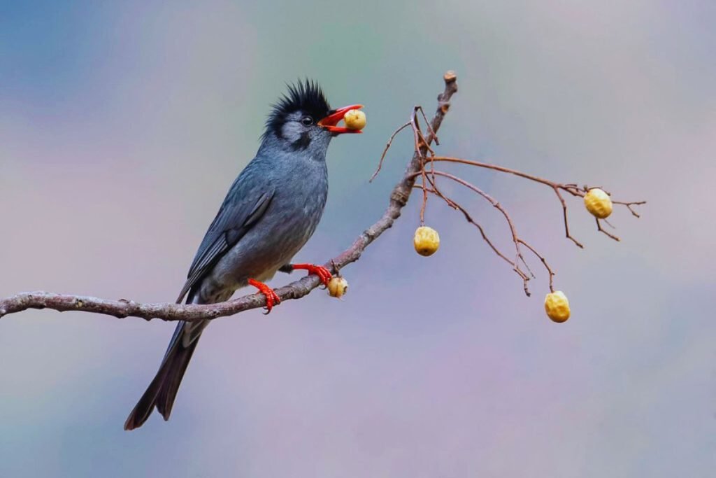 Himalayan Black Bulbul