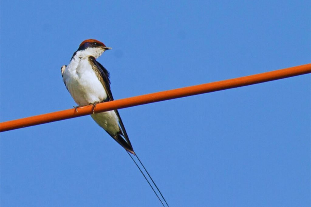 Wire-tailed Swallow