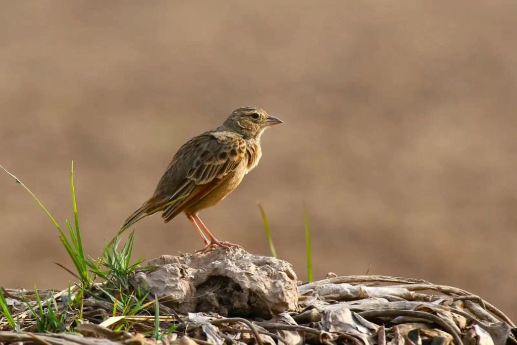 Bengal Bushlark in Rajaji National Park