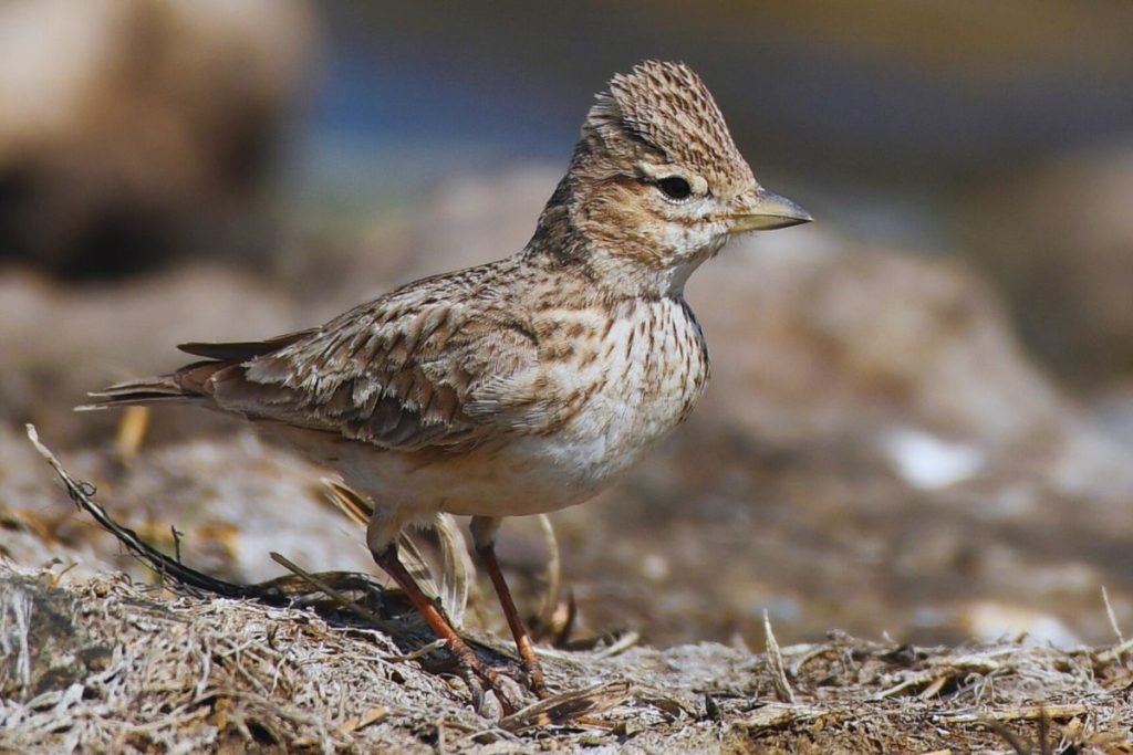 Sand Lark
