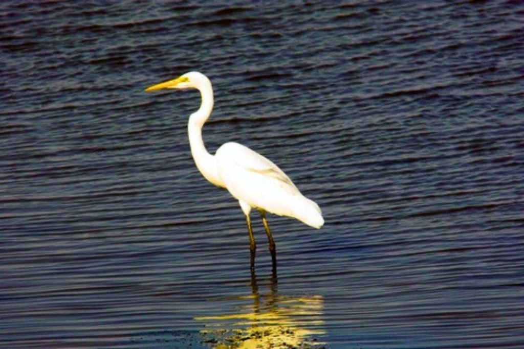 White Egrets