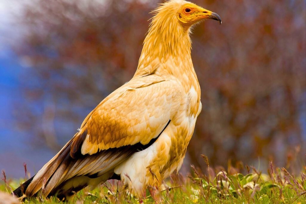 Egyptian Vultures
