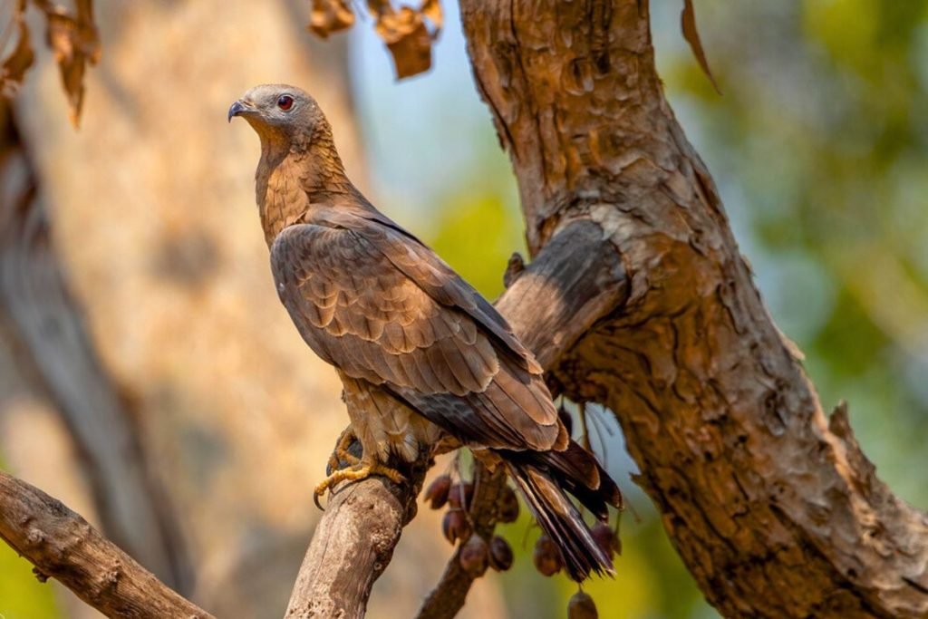 Oriental Honey-buzzard