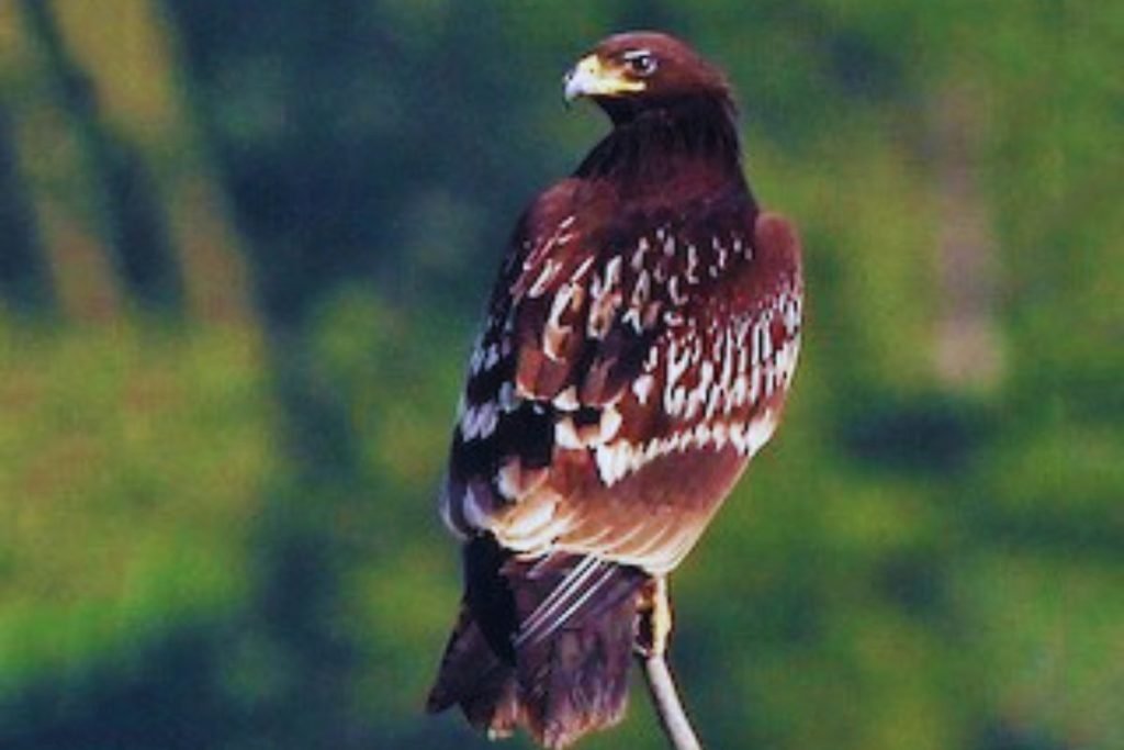 Greater Spotted Eagle
