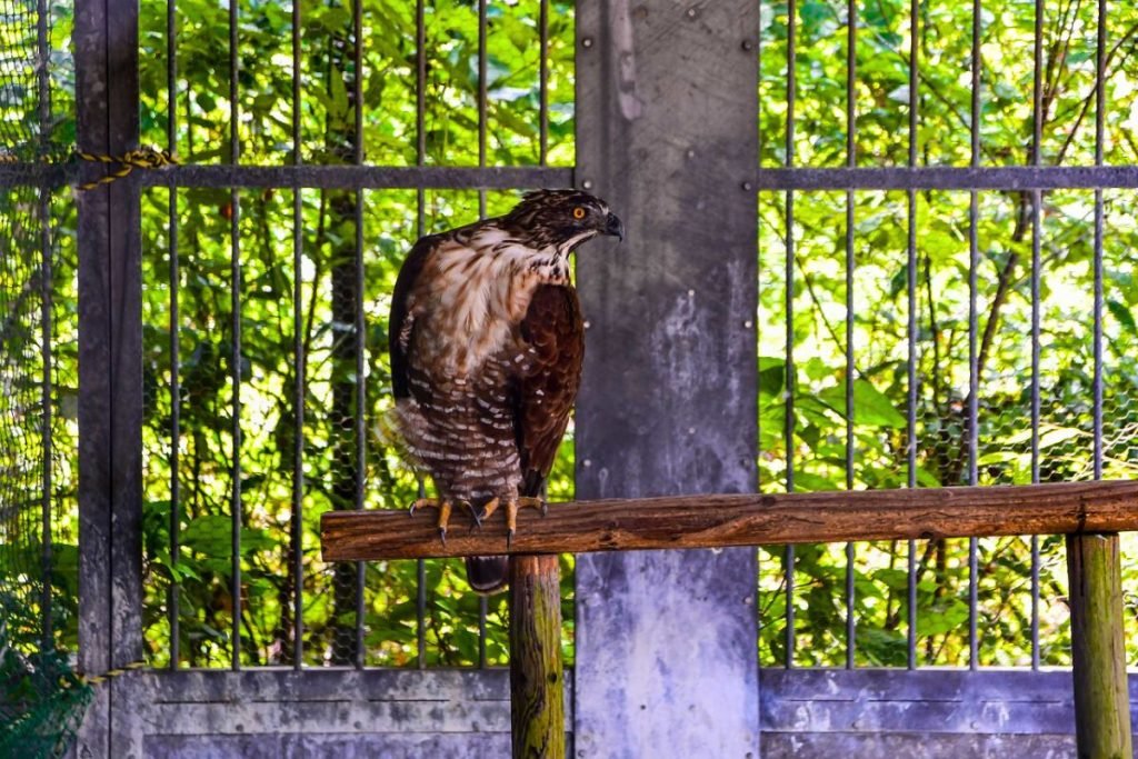 Mountain Hawk-Eagle