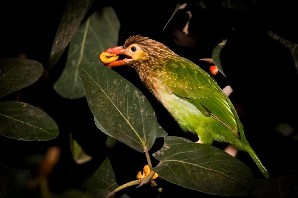 Brown-headed Barbet
