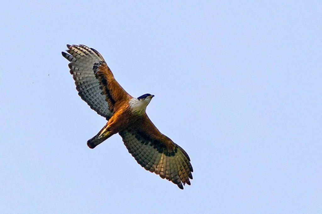 Rufous-bellied Eagle