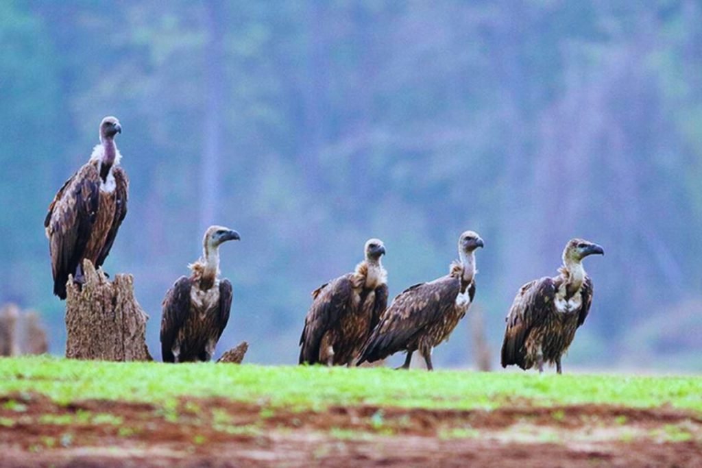 White-rumped Vultures
