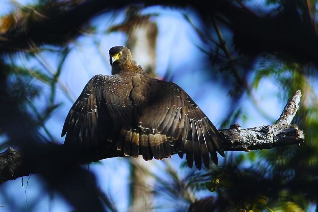 Crested Serpent-Eagle