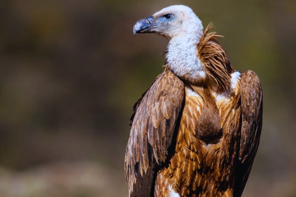 Eurasian Griffon