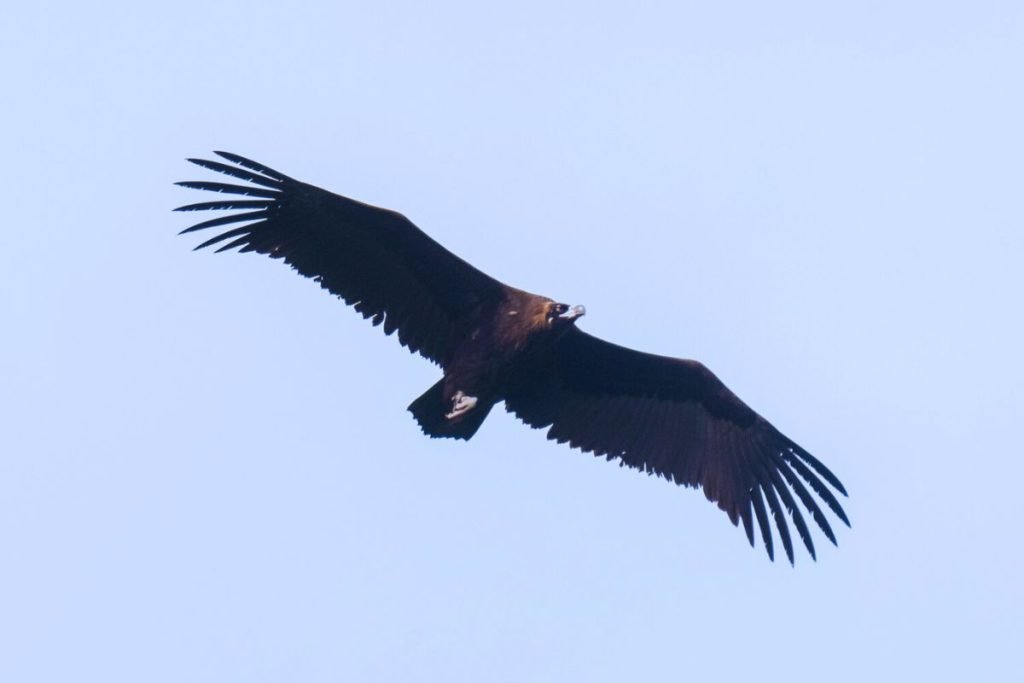 Cinereous Vulture
