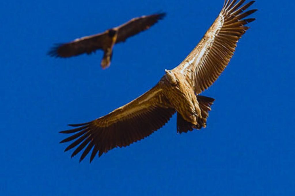 Himalayan Griffon