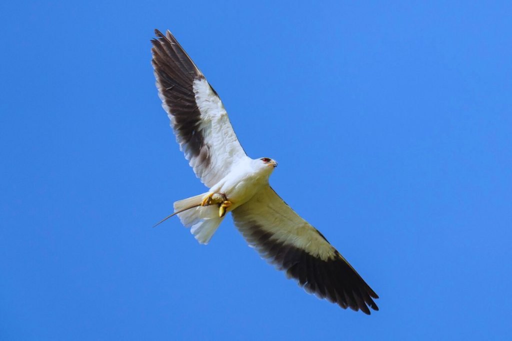 Black-winged Kite