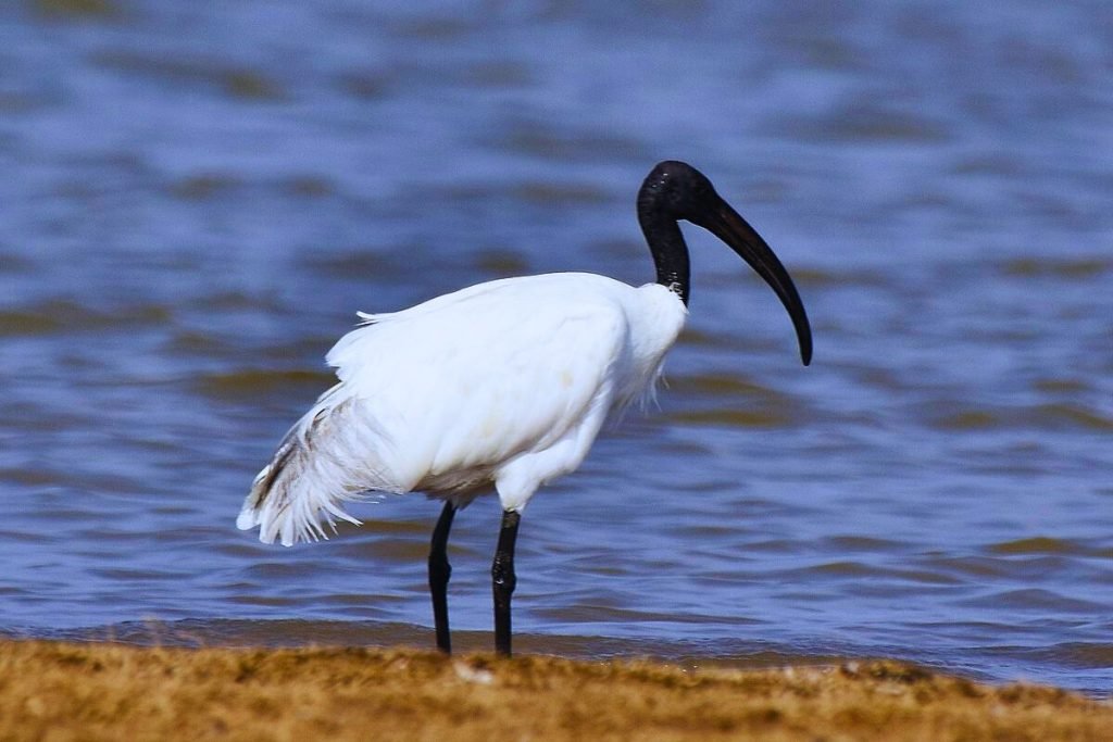 Black-headed Ibis