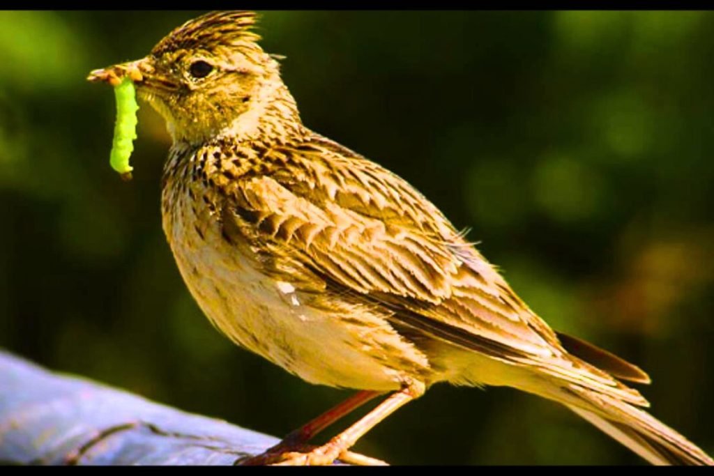 Oriental Skylark