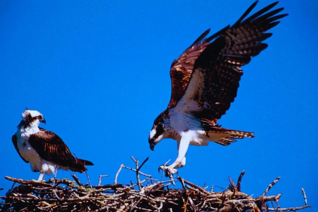 Osprey in Rajaji National Park