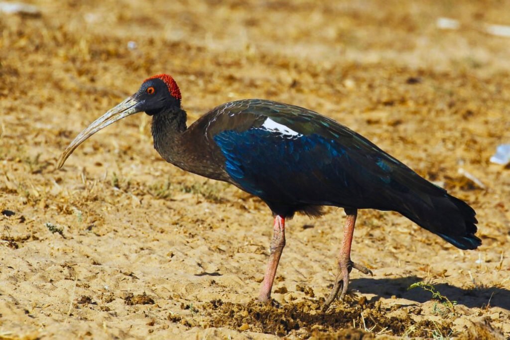 Red-naped Ibis