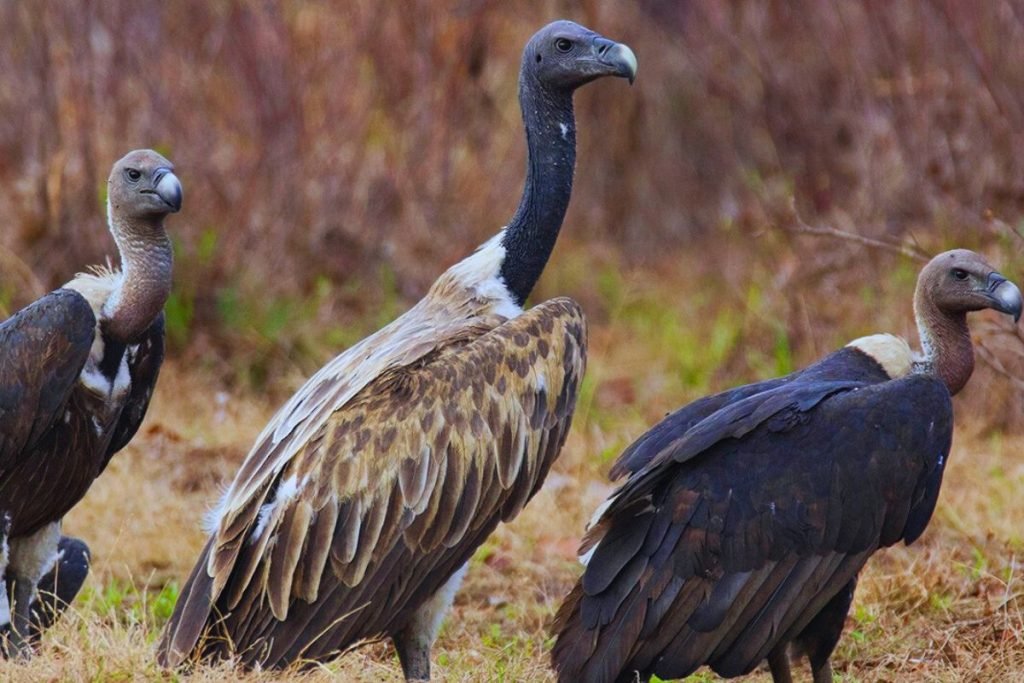Gyps Vultures