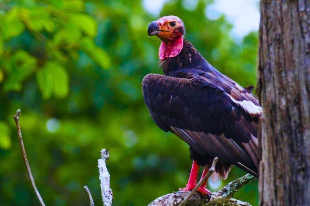 Red-headed Vulture