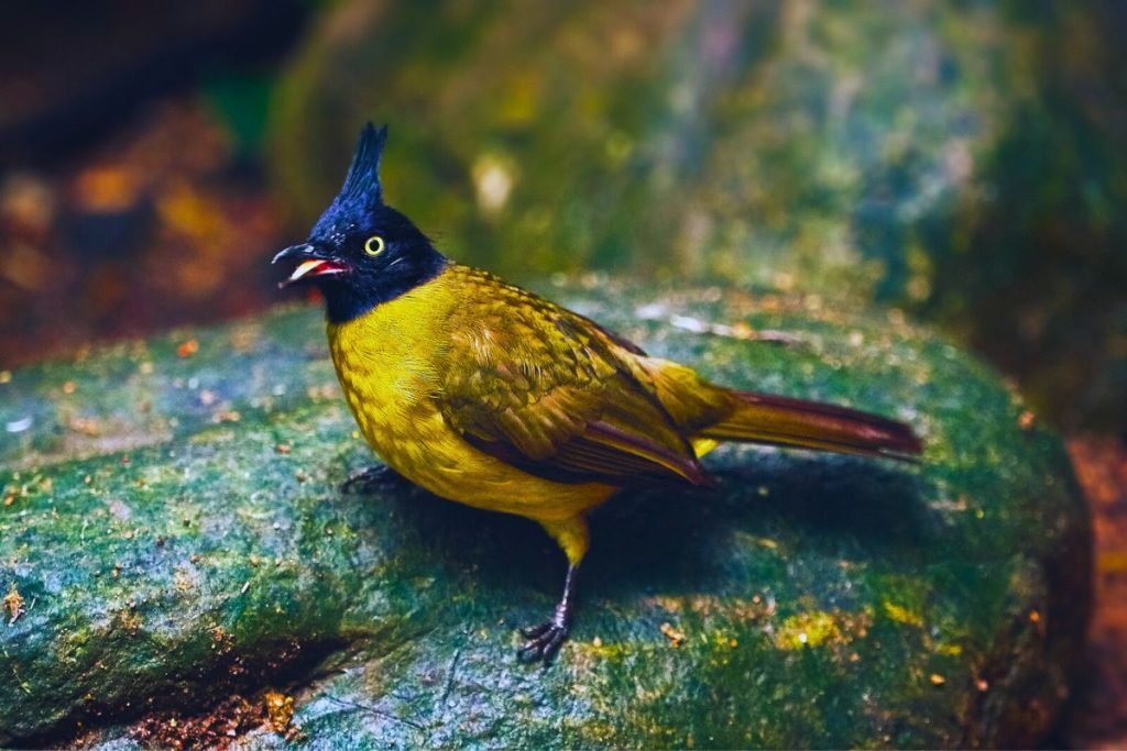 Black-Crested Bulbul