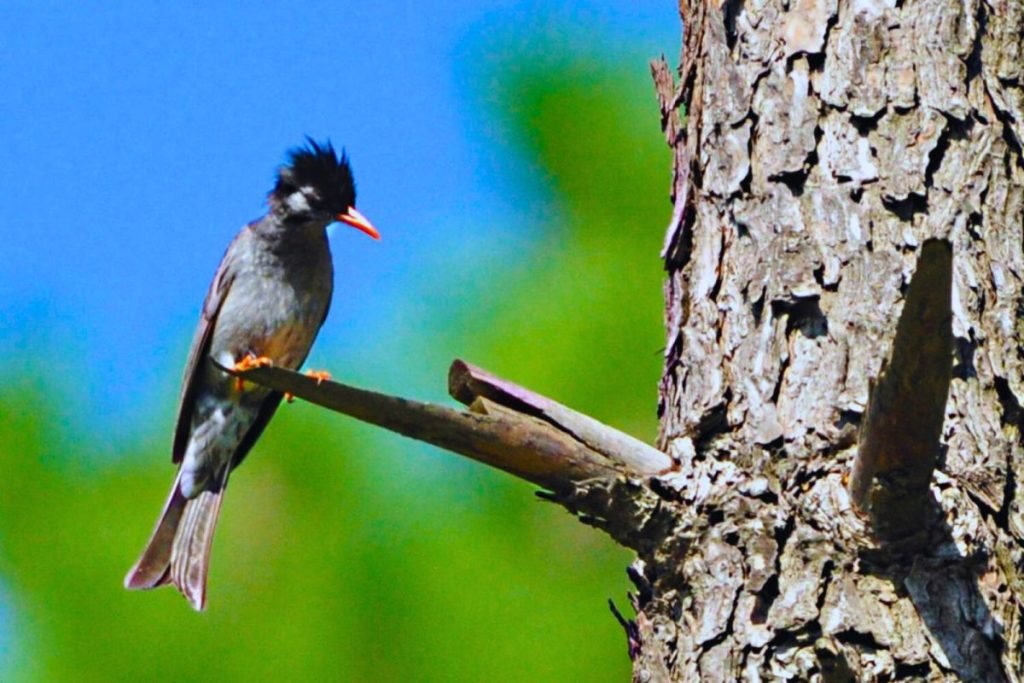 Himalayan Black Bulbul