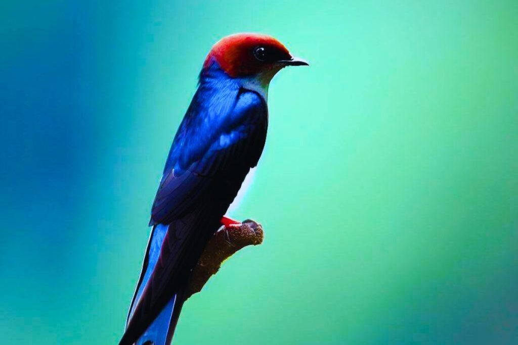 Wire-tailed Swallow