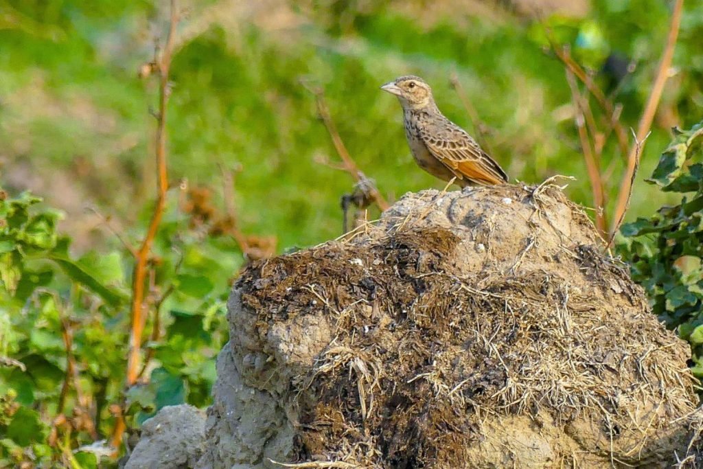 Bengal Bushlark in Rajaji National Park