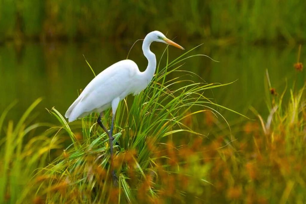 White Egrets
